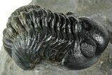 Reedops Trilobite Fossil - Atchana, Morocco #312348-2